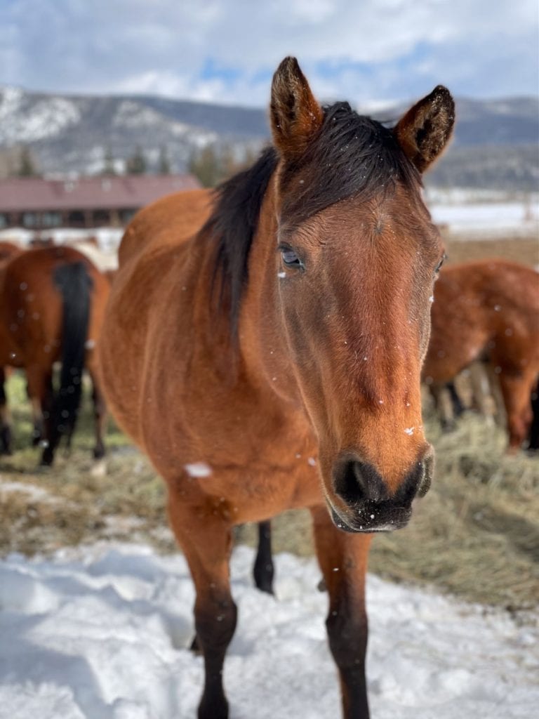Chestnut horse face close up with snow flakes