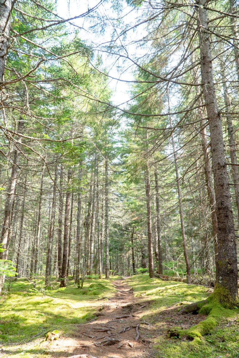 trail through the woods at the Frances B. Wood preserve