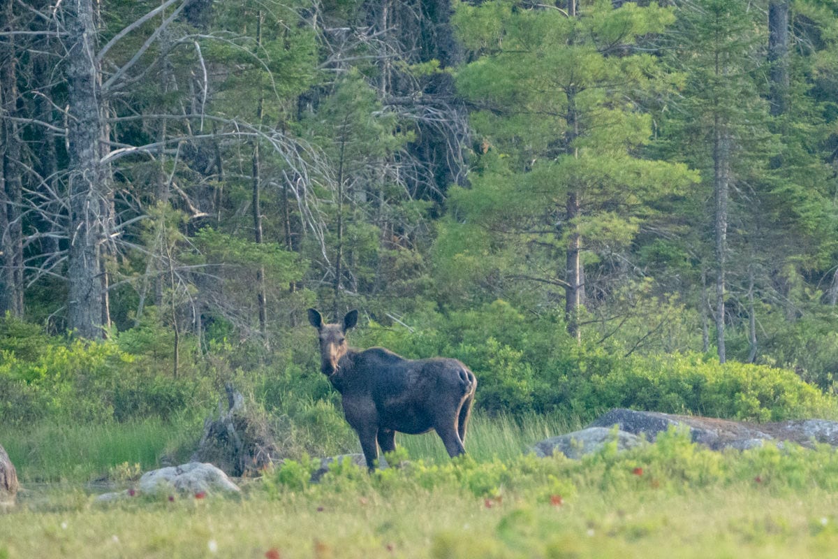 Moose in the woods