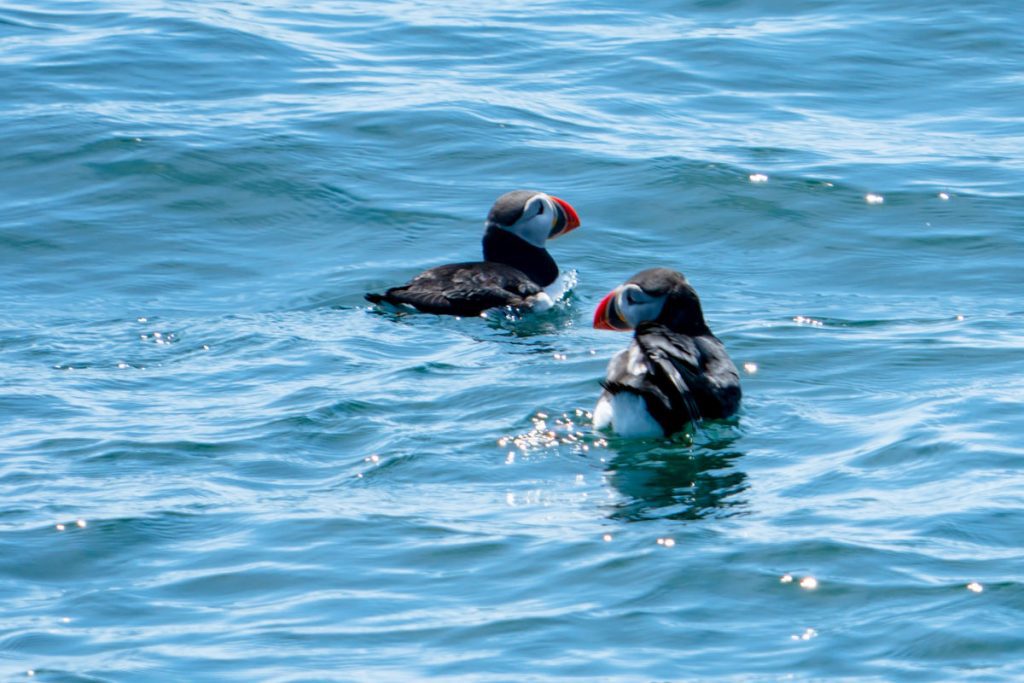 2 puffins swimming in the water