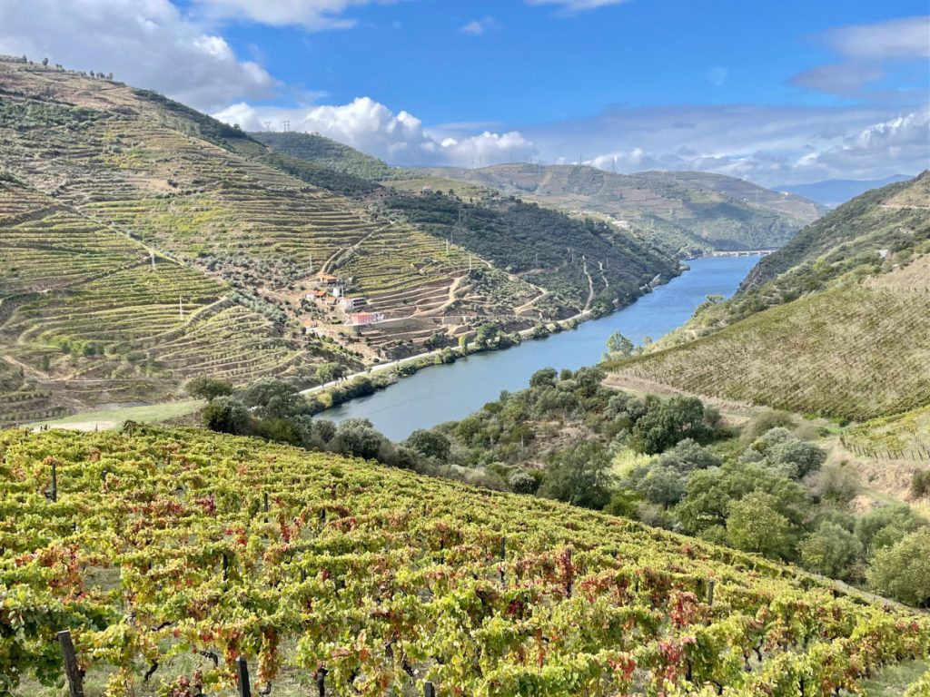 vineyards in douro valley