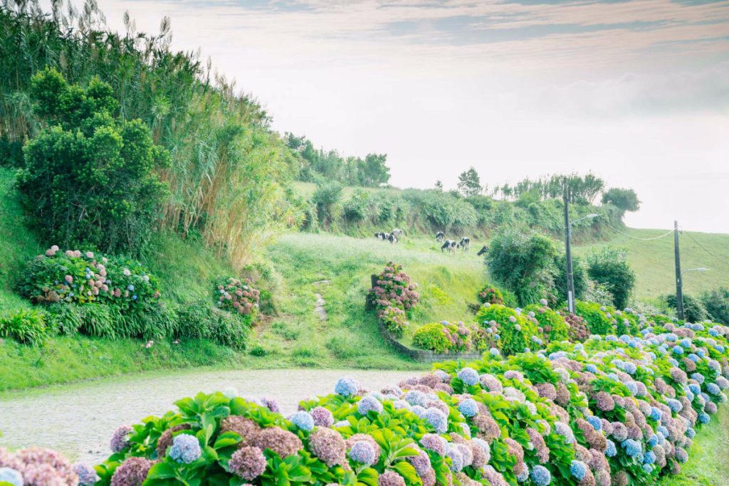 Green fields with cows and hydrangeas