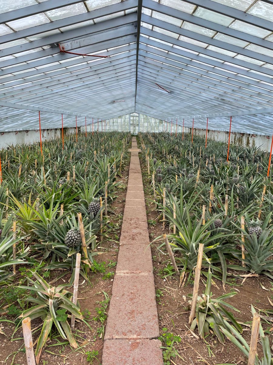 Pineapples growing in the greenhouse