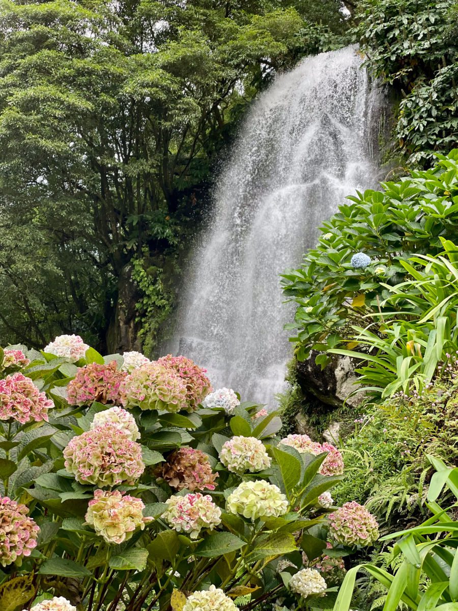 waterfall with hydrangeas in the foreground