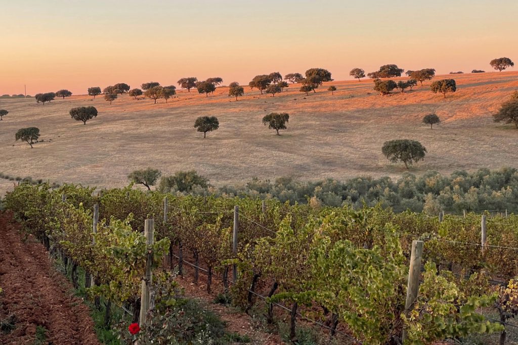 vineyard and hill at sunset