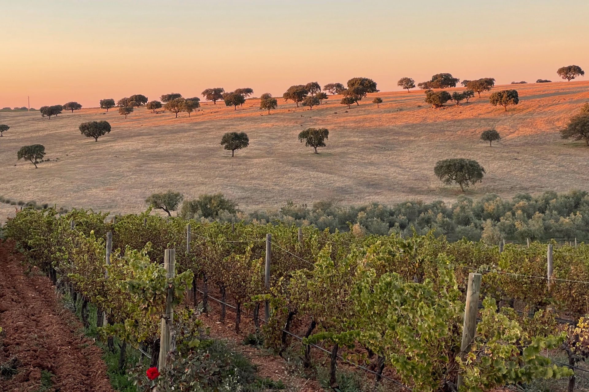 Alentejo hillside with cork trees at sunset