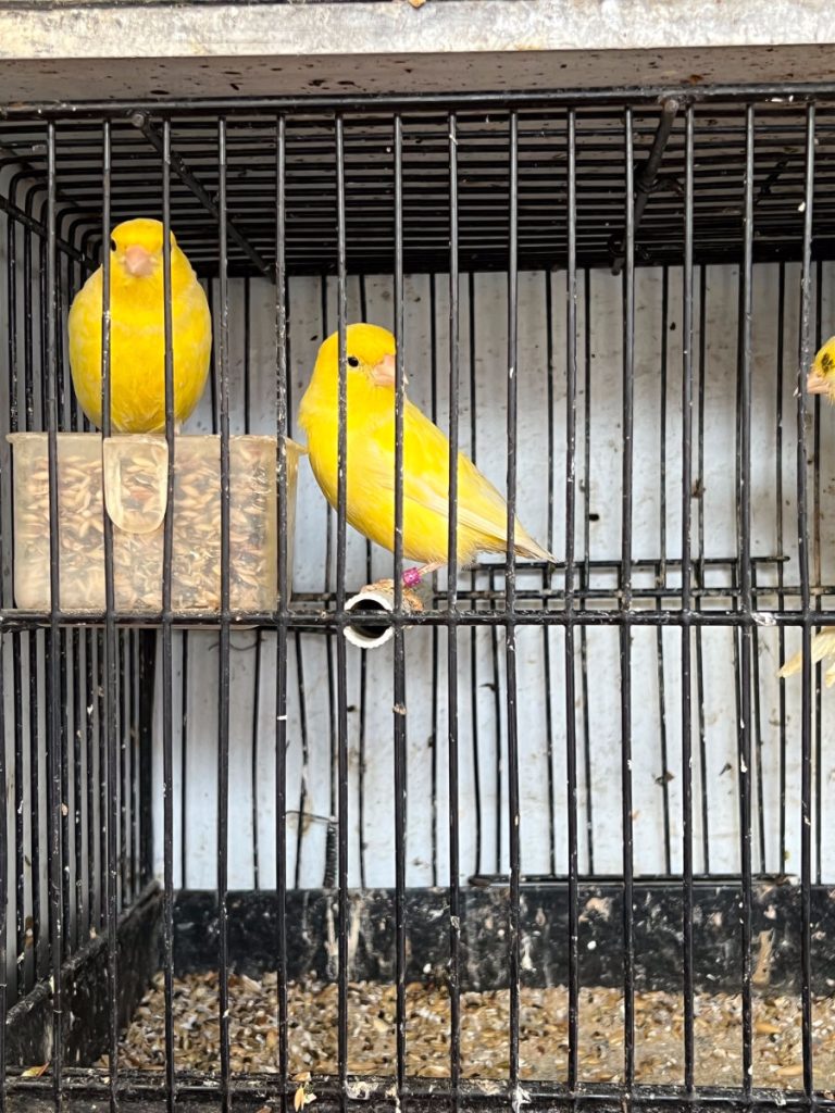 Yellow birds in a cage