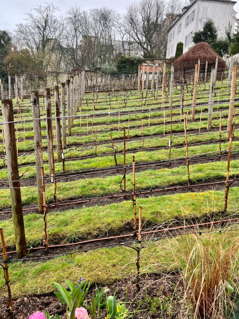 Montmartre vineyard