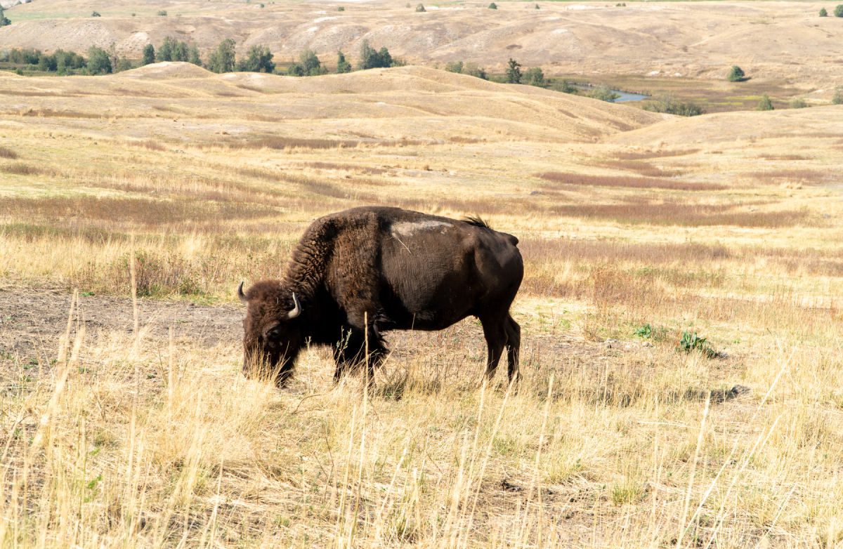 Bison in a field