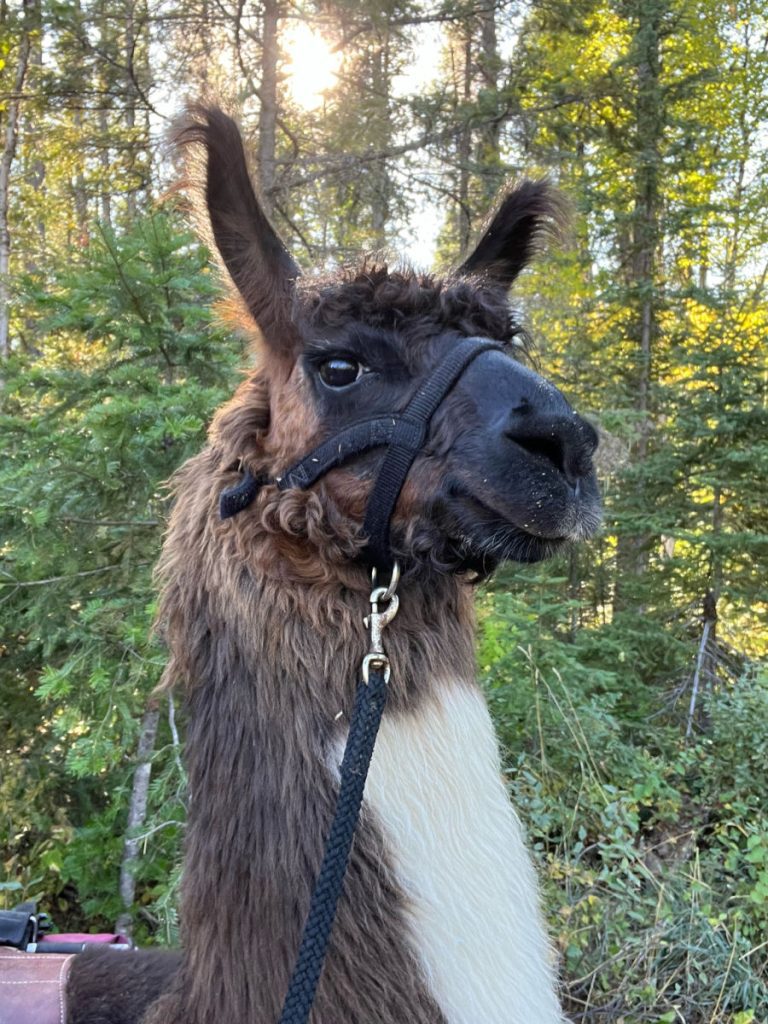 Llama Roho head close up