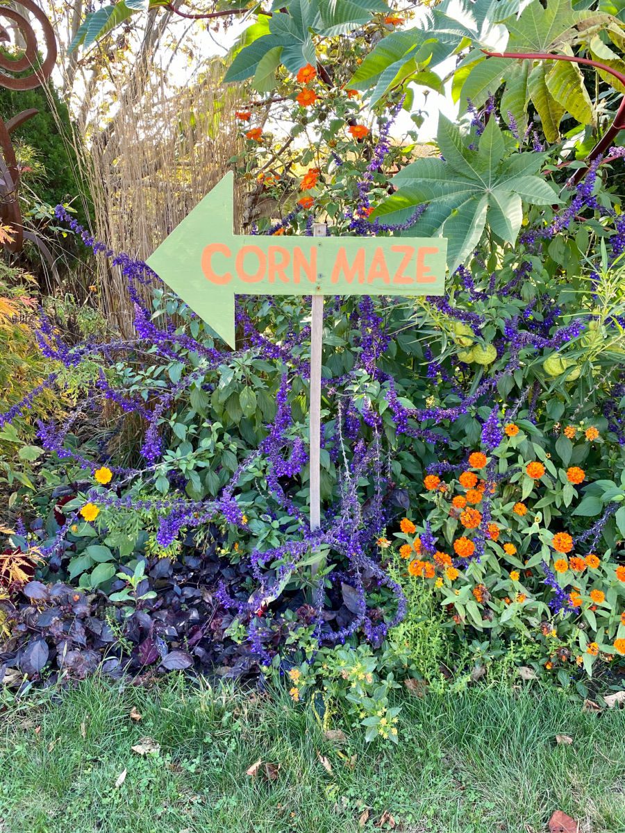 Corn maze sign on an arrow with purple and orange flowers behind it