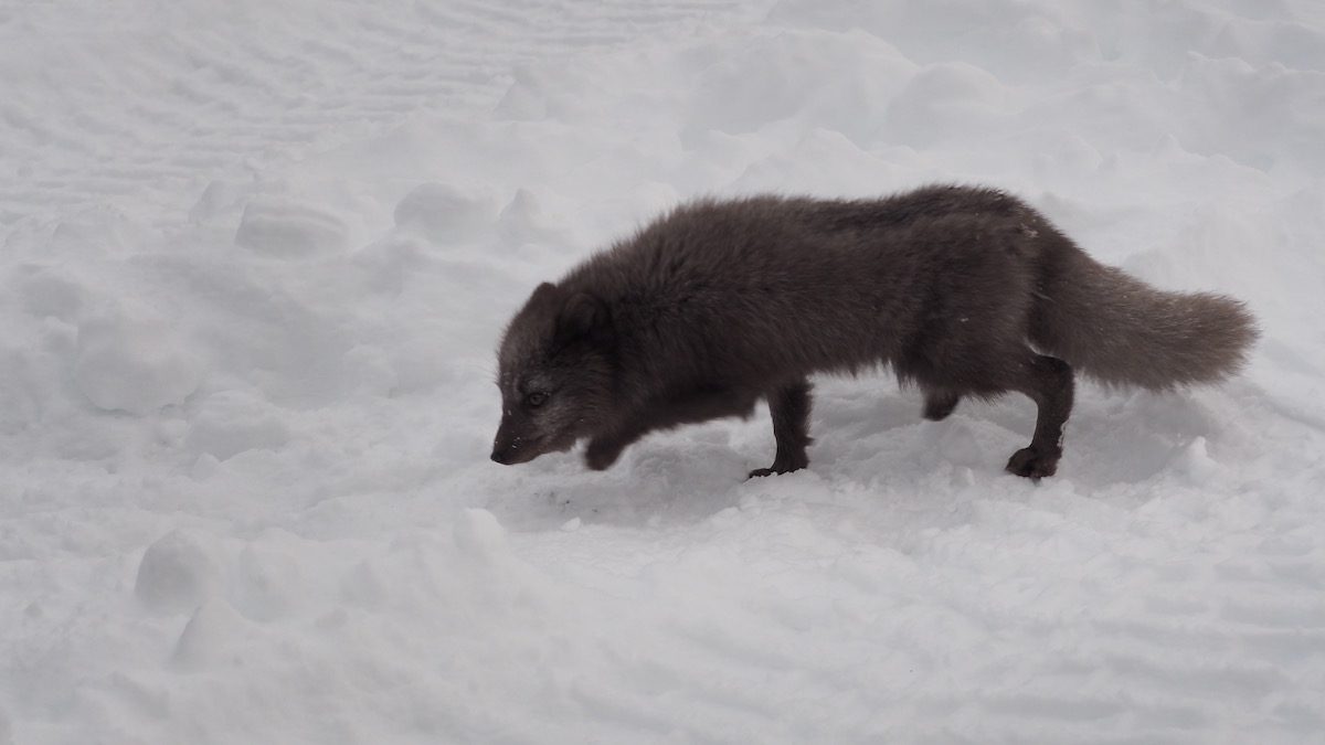 arctic fox on snow