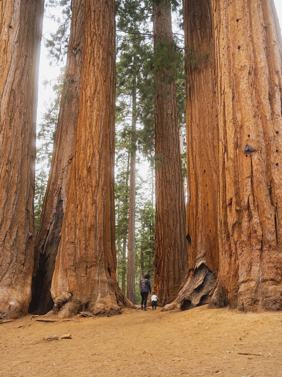 Mom and child in Sequoia national park