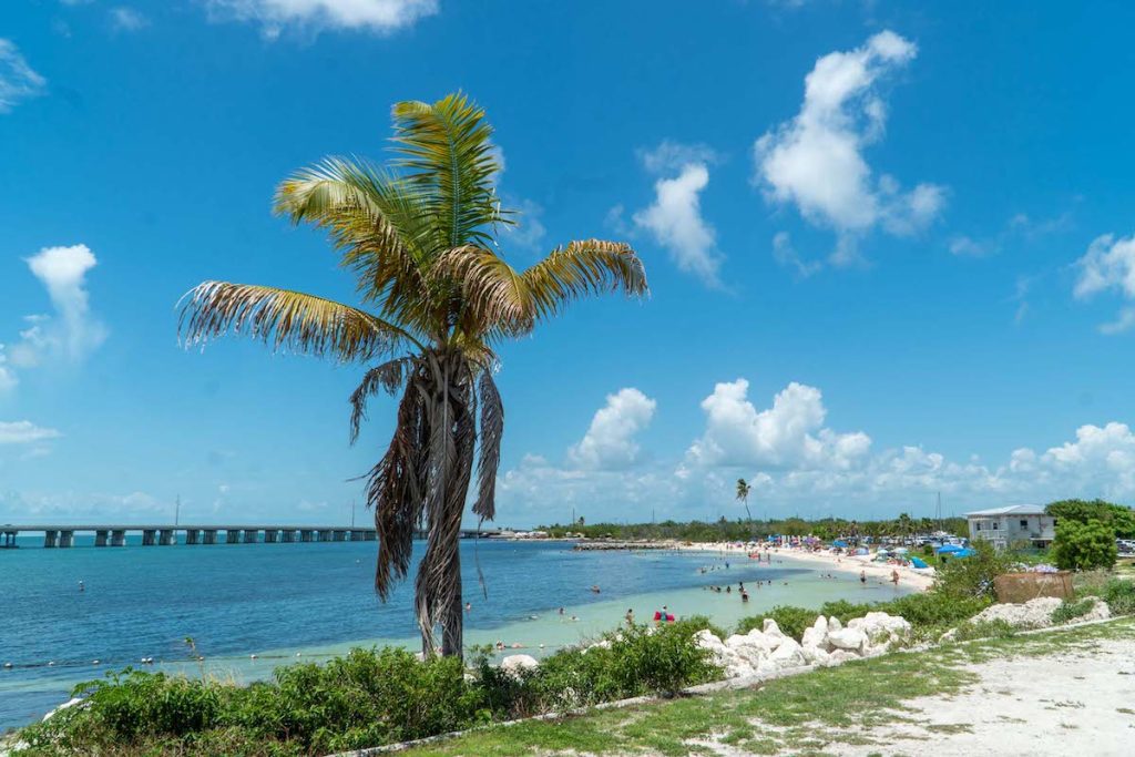 palm tree on Bahia State Park