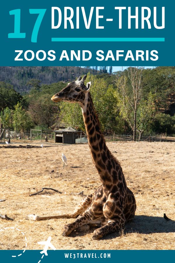 Drive through zoos, safaris, and wildlife parks let you get up and close and personal with exotic animals from around the world.