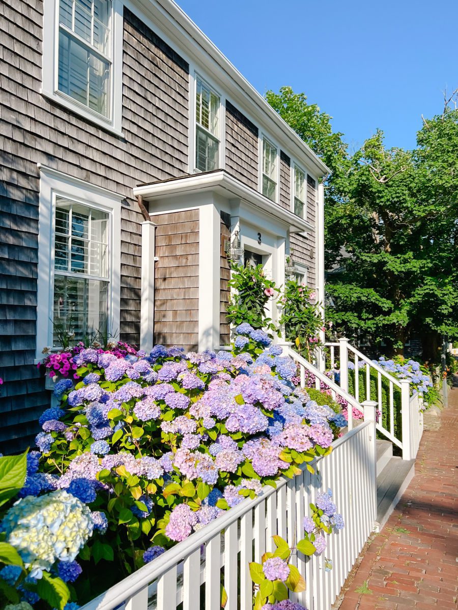 grey cedar shingle building with purple hydrangeas out front