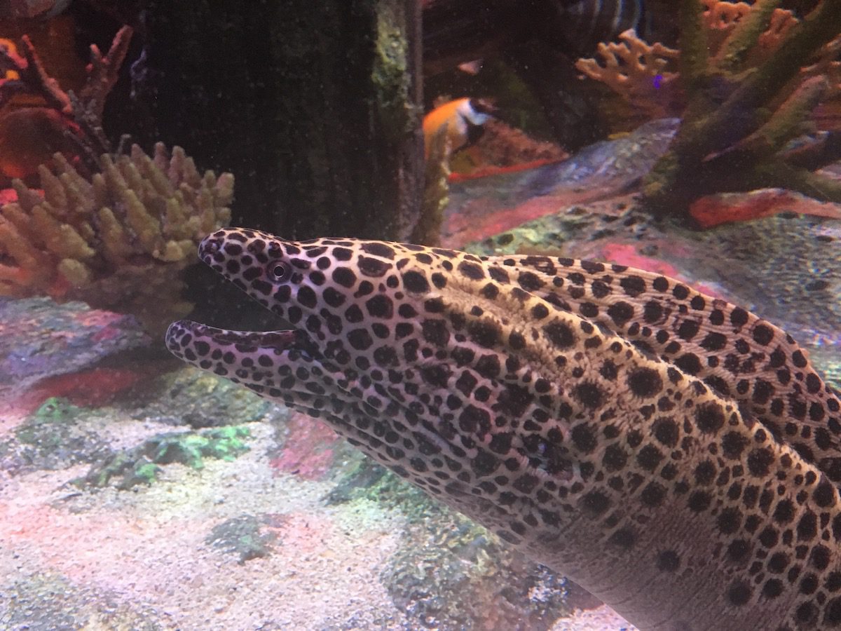 Eel at SEA LIFE Aquarium in Kansas City