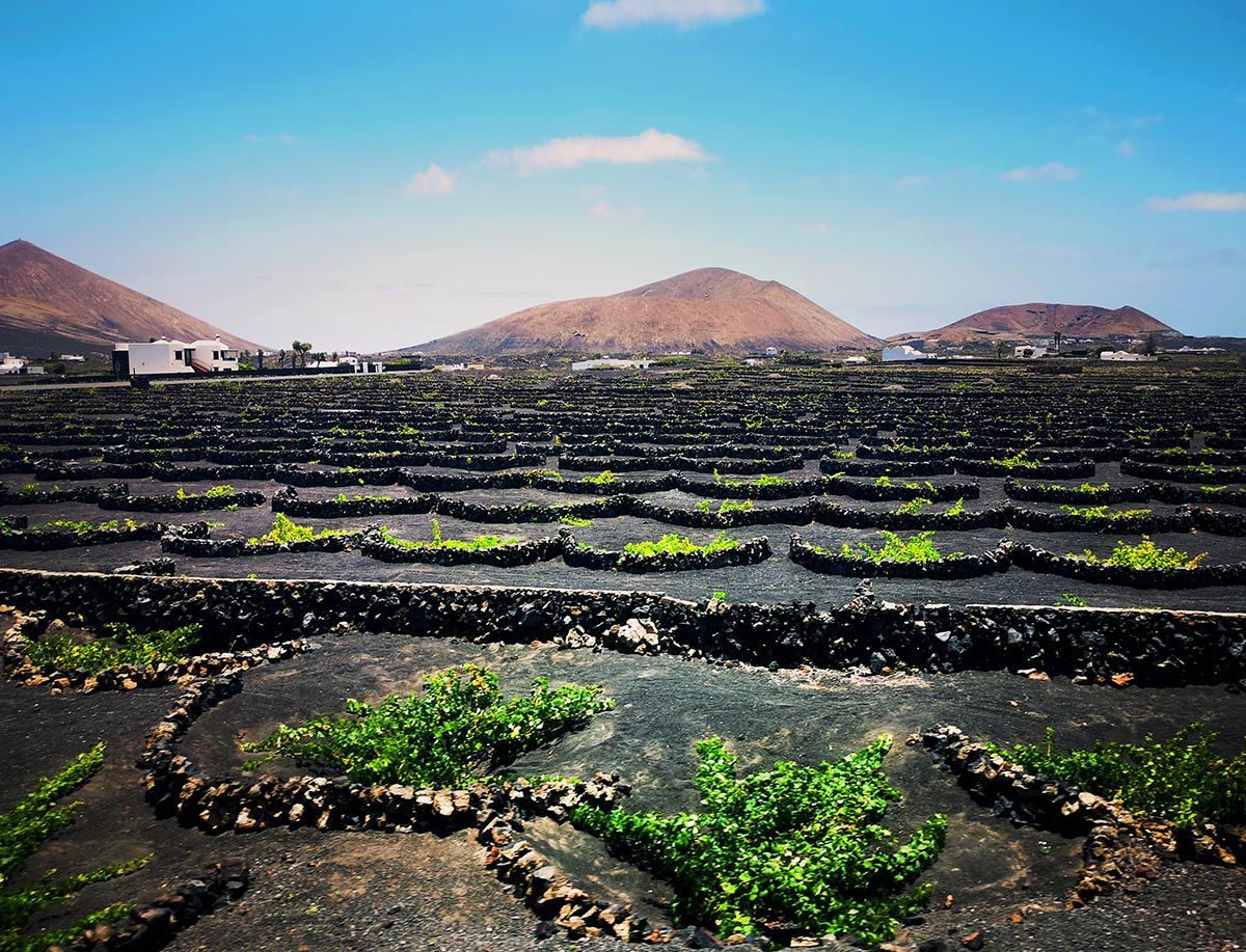 Lanzarote vineyards Spain