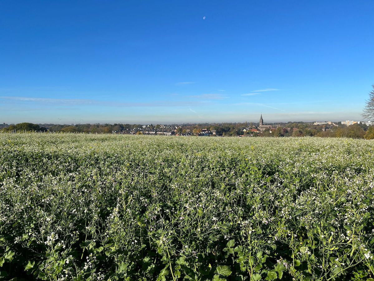 fields of Limburg Netherlands