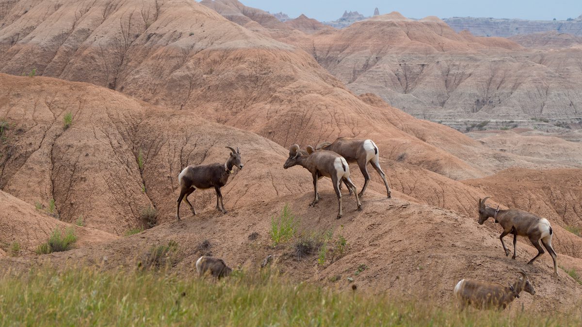 Big horn sheep in Badlands National Park