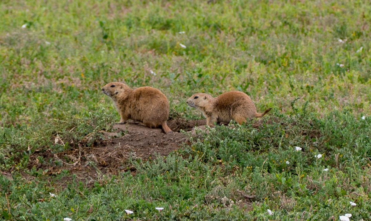 2 prairie dogs