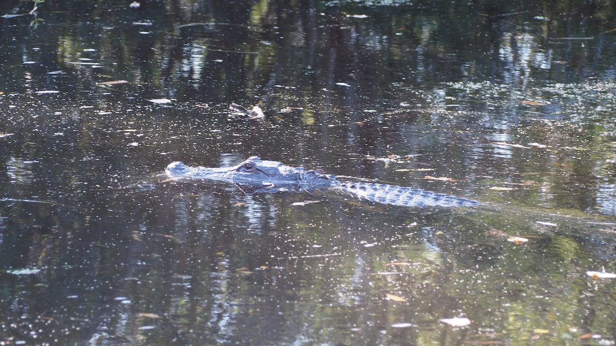 alligator in water
