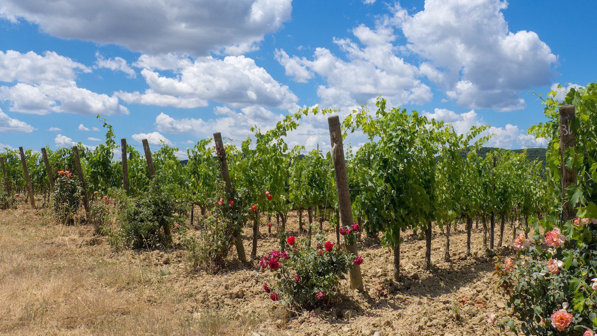 grape vines and roses