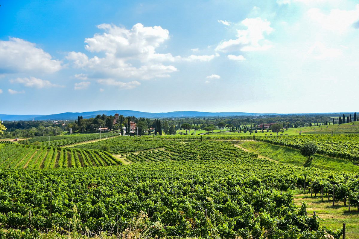 Vineyards in Italy