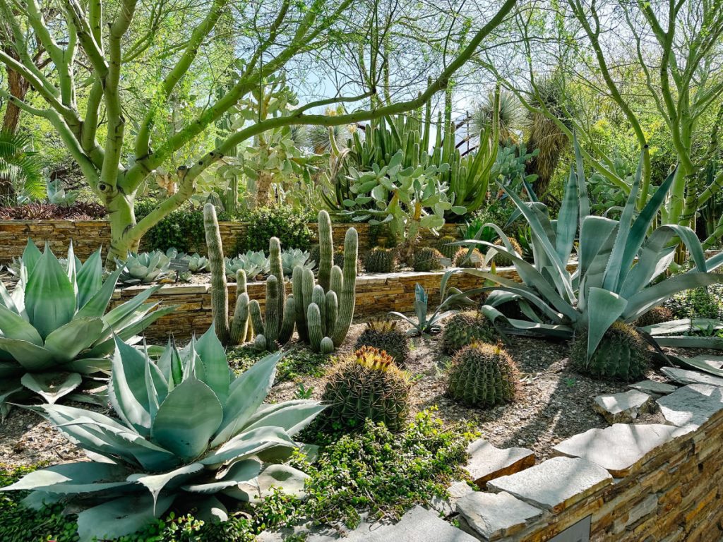 agave at Desert Botanical Garden