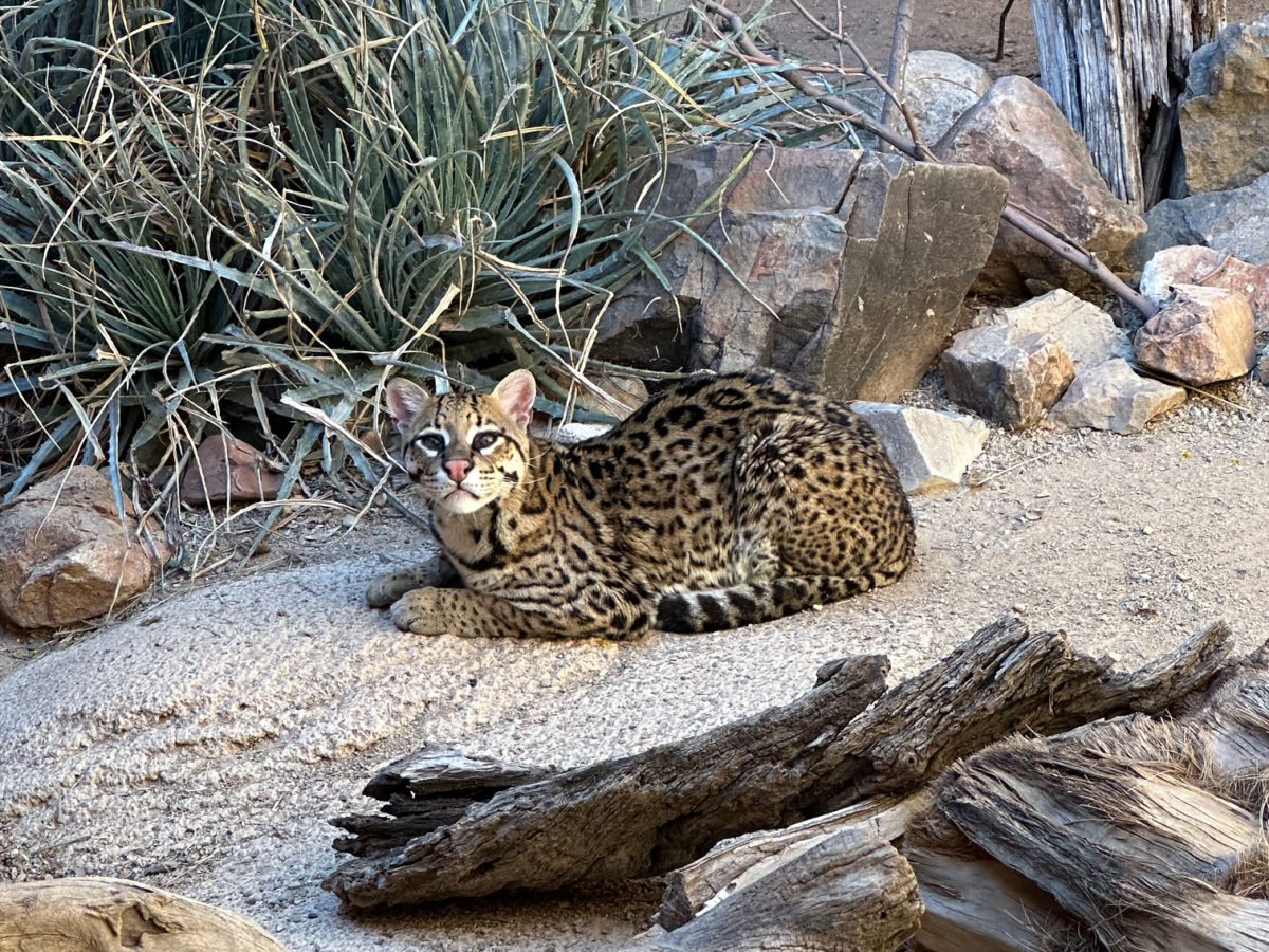 Ocelot at the Arizona Sonoran Desert Museum