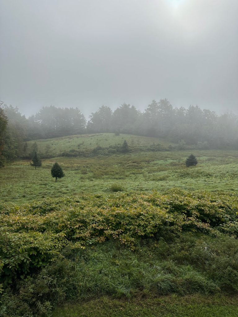 Morning mist outside of Highwood Retreat
