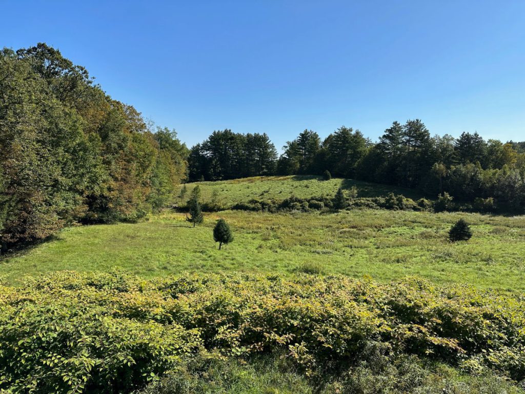 Highwood Retreat meadow