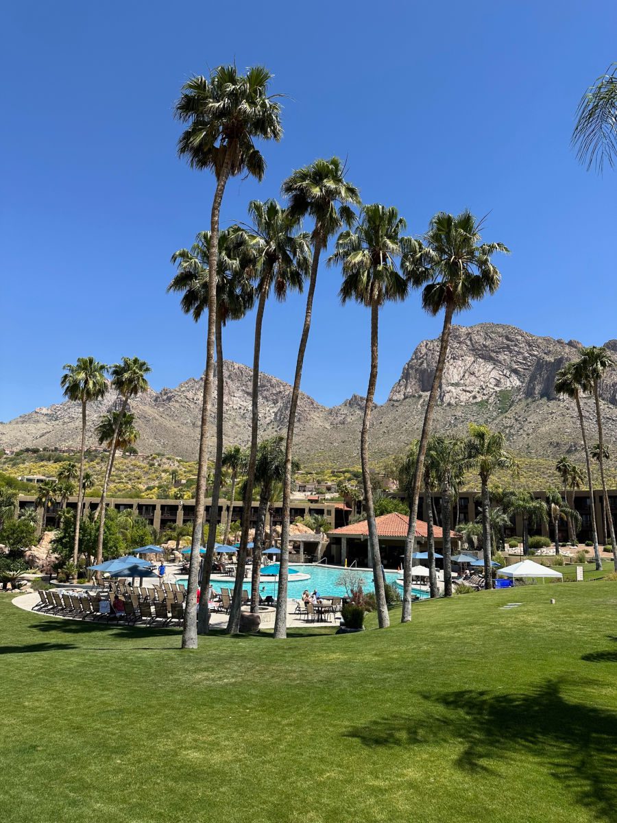 Hilton El Conquistador pool and palm trees