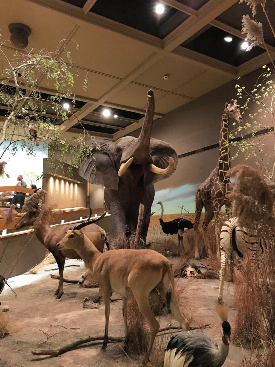 Africa exhibit at Springfield Museum