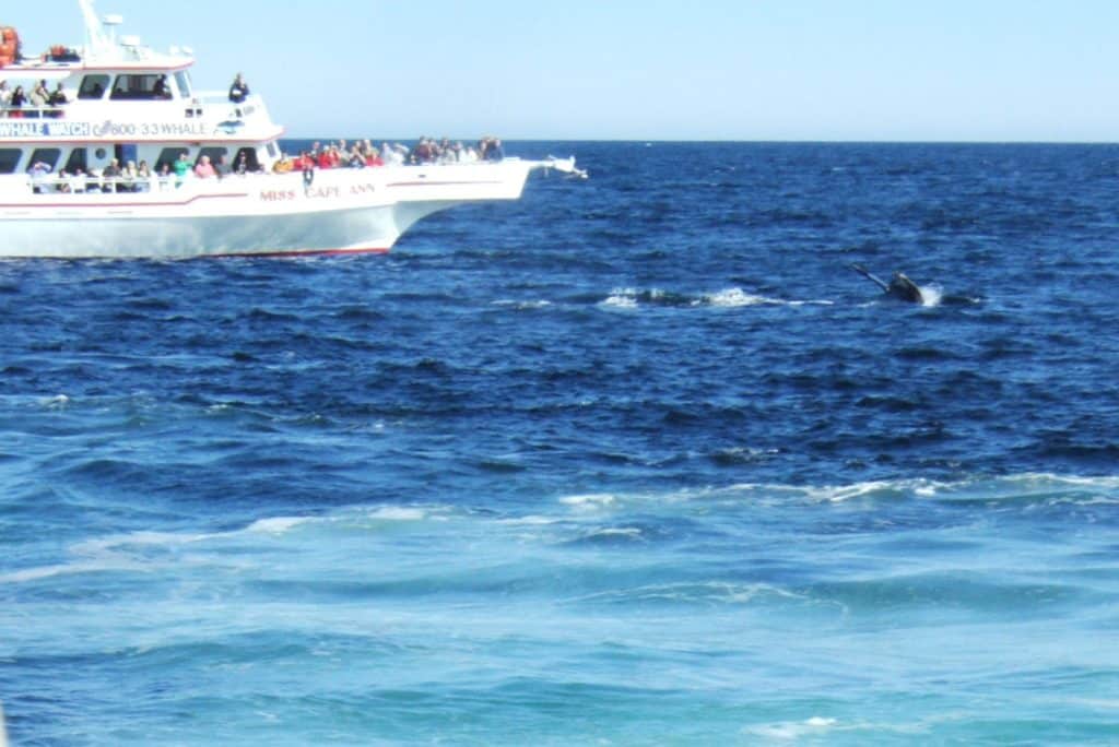 whale watching boat from boston