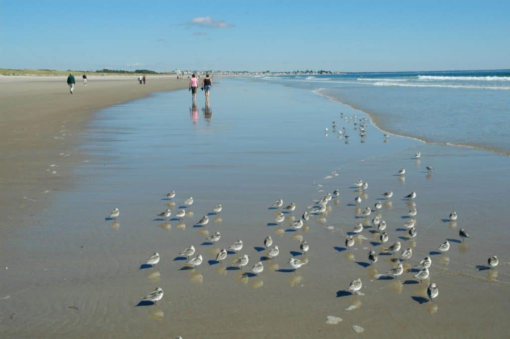 Ogunquit beach with seabirds Visit maine