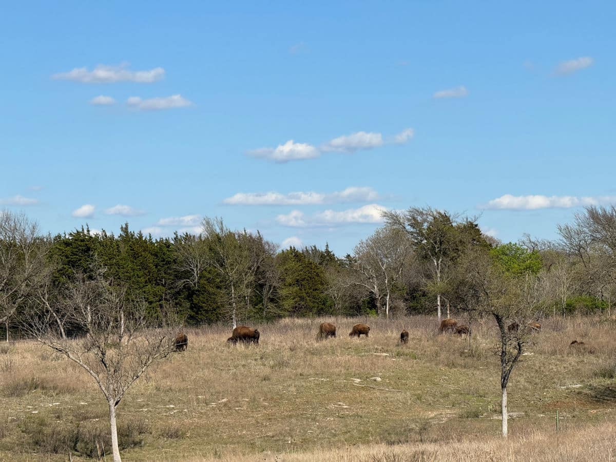 Bison herd at the Chickasaw National Recreation area