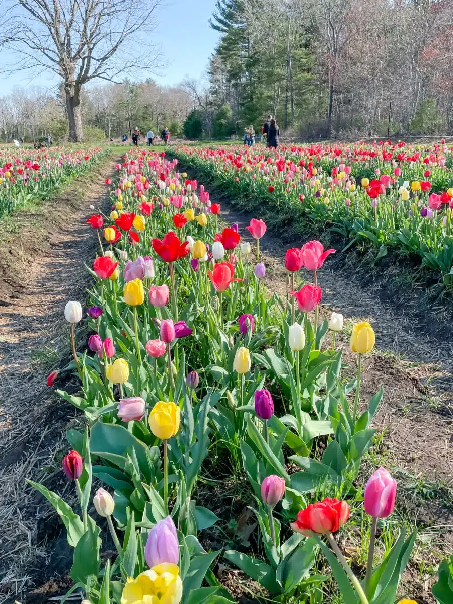 Wicked Tulips Flower Farm