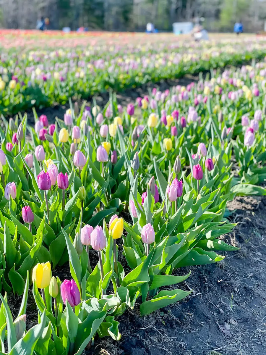 Wicked Tulips farm