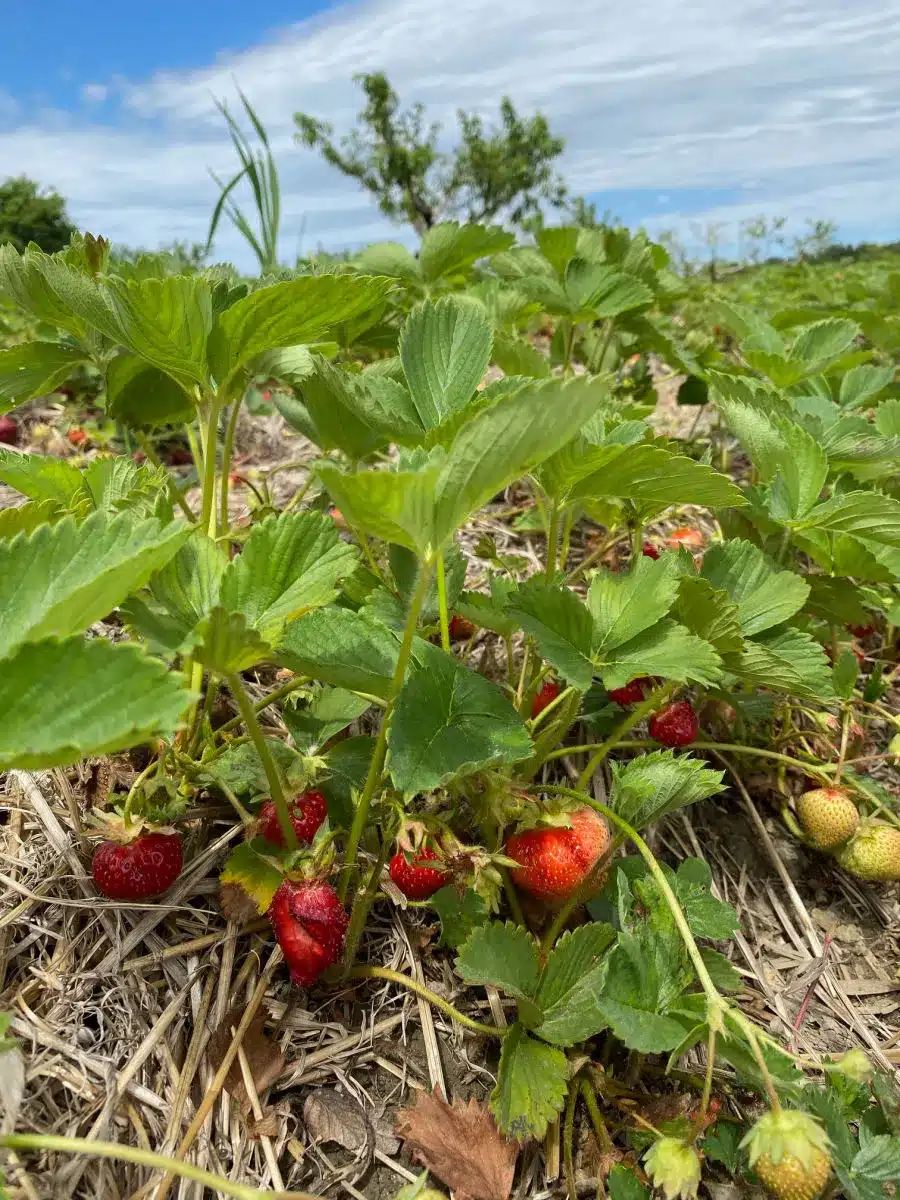 strawberries at sweet berry farm