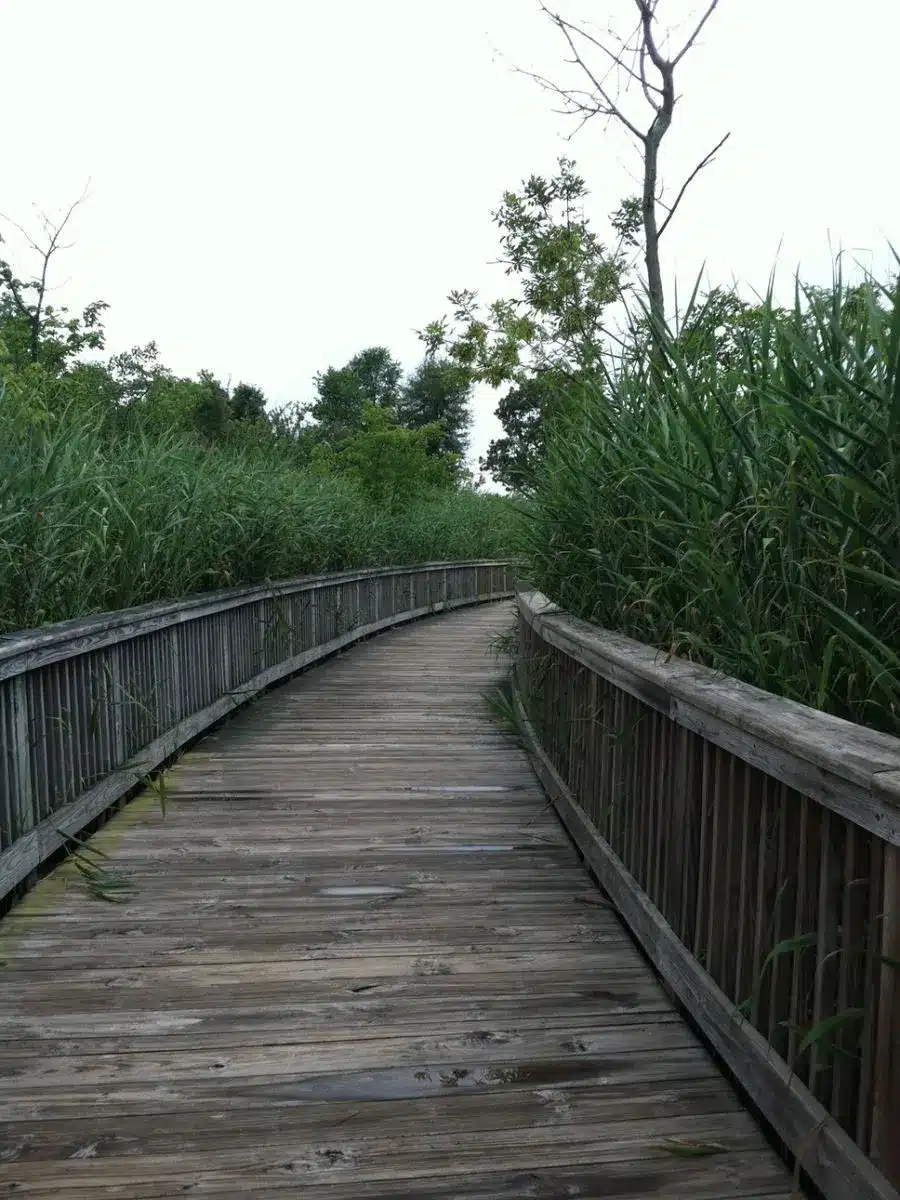 boardwalk at Audubon society in Bristol Rhode Island