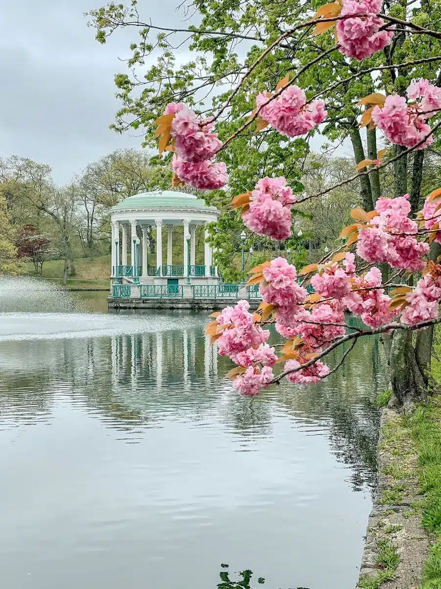 cherry blossoms near water in Roger Williams Park