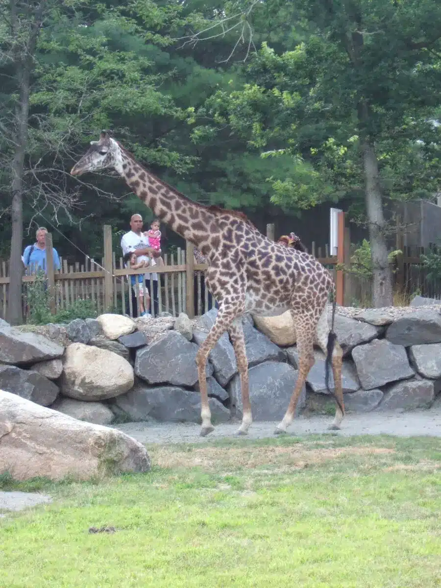 giraffe at Roger Williams Park and Zoo