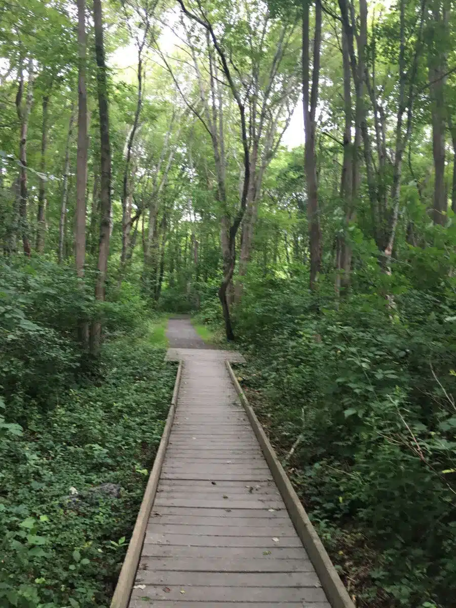 Walkway at Norman Bird Sanctuary