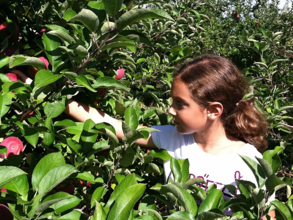 Girl apple picking in Rhode Island