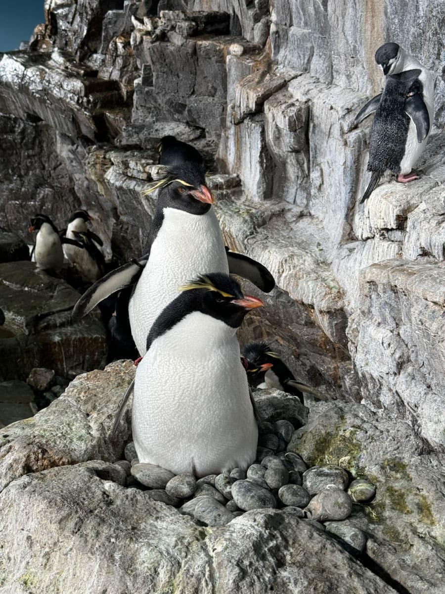 Rockhopper penguin couple in nest at Sea World San Antonio