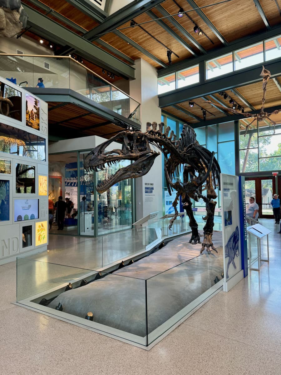 Dinosaur fossil in Witte Museum in San Antonio
