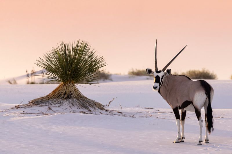 White Sands National Park, New Mexico