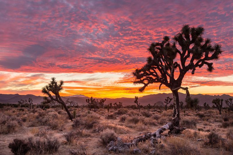 Mojave Desert Joshua Trees