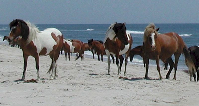 Assateague Island, Maryland and Virginia